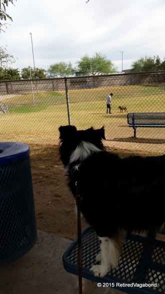 Watching the Dogs Play