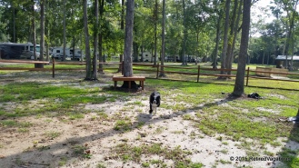 Jagger Exploring the Dog Park